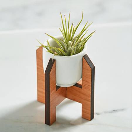 Cây cảnh mini dễ thương để bàn làm việc